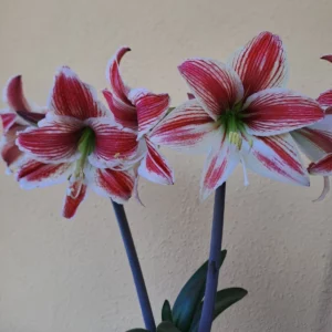 Hippeastrum Twinkle Star x Relevation - 10 seeds.