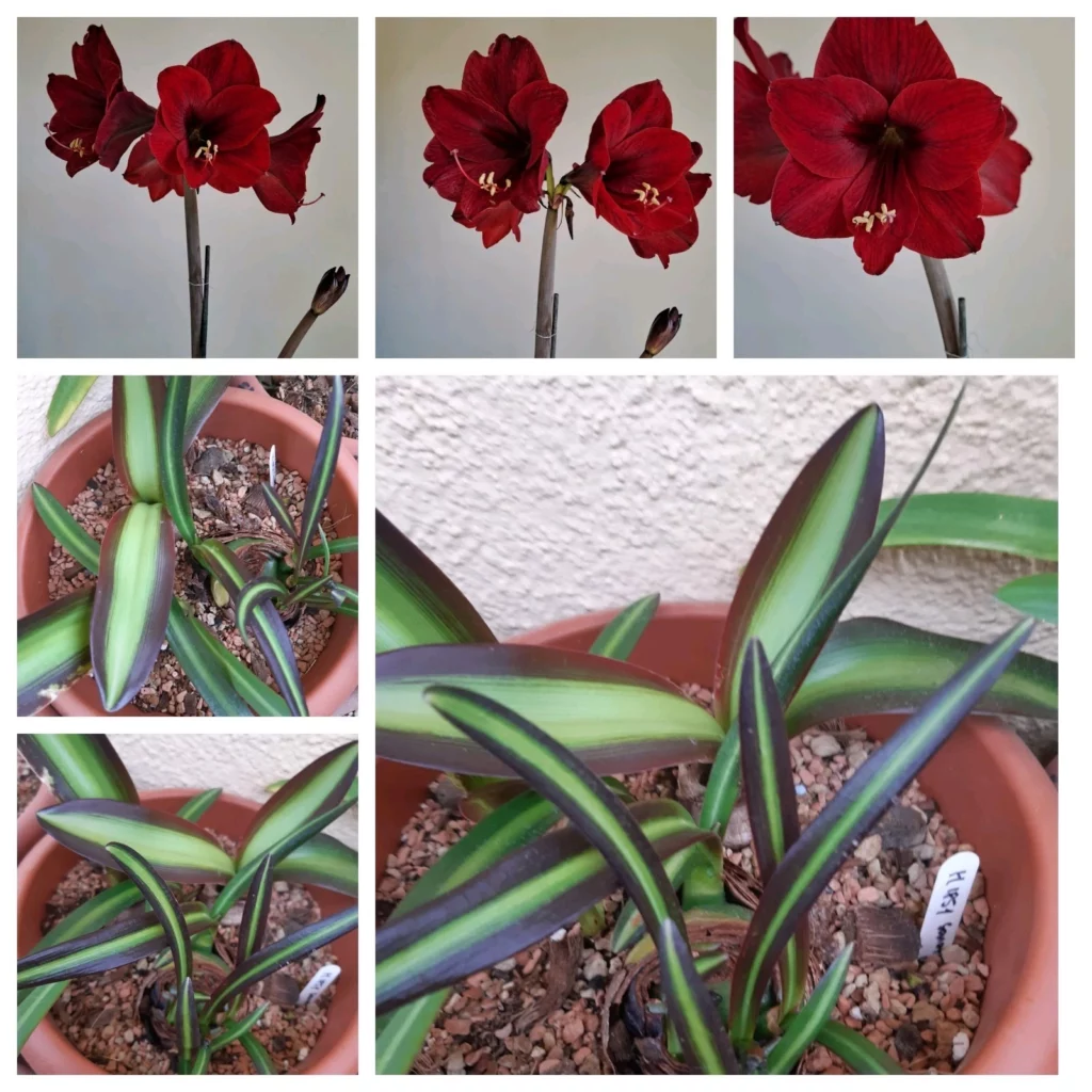 Hippeastrum DOV Variegated x sonatini Red/Black  Variegated  - 10 seeds.