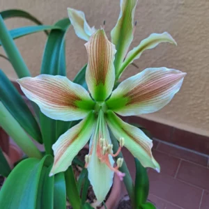Hippeastrum Calyptratum Hybrid n4 -1 bulb.