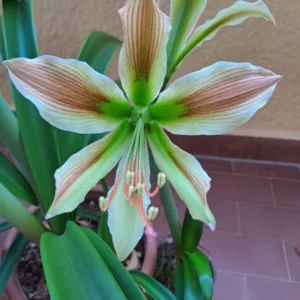 Alternative view of Hippeastrum Calyptratum Hybrid n4 -1 bulb.