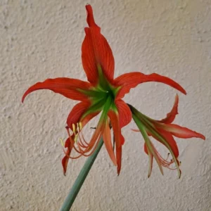 Hippeastrum Mandonii Hybrid X AHn2 - 8 seeds.