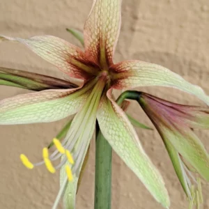 Alternative view of Hippeastrum EY x Lapacense 10 seeds.