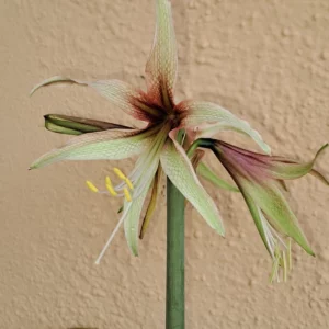 Hippeastrum EY x Lapacense 10 seeds.