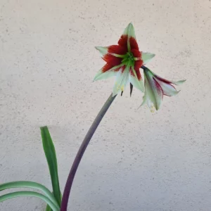 Hippeastrum ESS X Bukasovii 10 seeds
