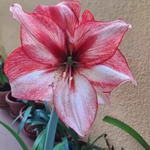 Alternative view of Hippeastrum New Temptation x Revelation - 10 seeds.