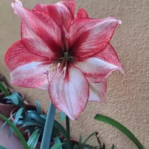 Hippeastrum New Temptation x Revelation - 10 seeds.