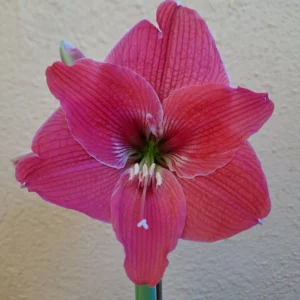 Hippeastrum MT x Autumn Rose Lady reticulatum 10 seeds.