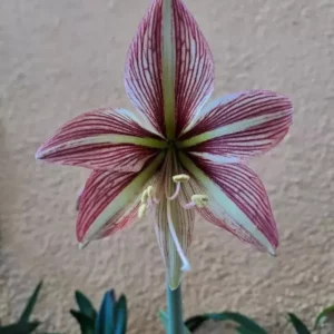 Alternative view of Hippeastrum La Paz x IER -10 seeds.