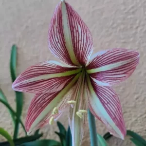 Alternative view of Hippeastrum papilio hyb. n16 x iguazuanum hybrid - 10 seeds.