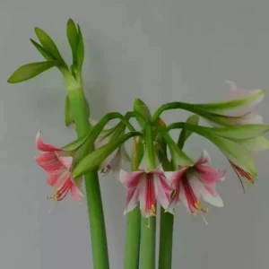 Alternative view of Hippeastrum Misty x Pardinum - 10 seeds.