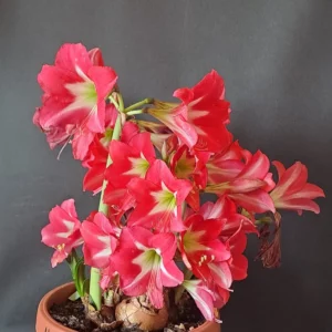 Alternative view of Hippeastrum Striped Garden -1 Bulb, FLOWERS SIZE BULB