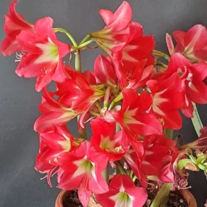 Hippeastrum Striped Garden -1 Bulb, FLOWERS SIZE BULB