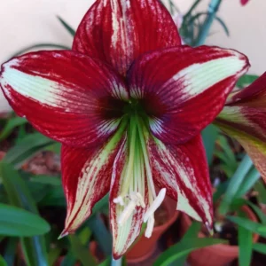 Hippeastrum Sonatini #120 - 1 Bulb.