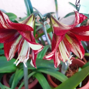 Alternative view of Hippeastrum Sonatini #120 - 1 Bulb.