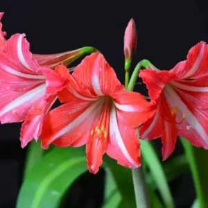 Hippeastrum Bogota x Santos variegated - 10 seeds.