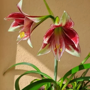 Hippeastrum AHn2 x Dragon - 10 seeds.