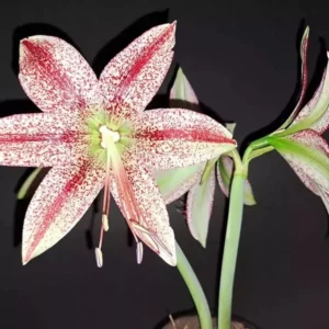 Hippeastrum Elza x Pardinum - 10 seeds.