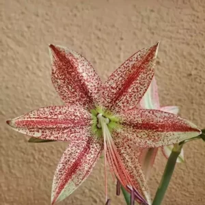 Alternative view of Hippeastrum Elza x Pardinum - 10 seeds.