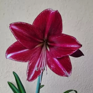 Hippeastrum hybrid #1617 x DER variegated  - 7 seeds.