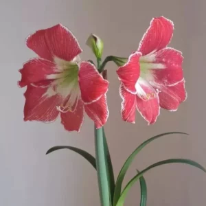 Alternative view of Hippeastrum Silver Queen x Elza - 10 seeds.
