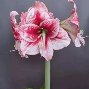 Hippeastrum Maestro x Relevation 10 seeds.
