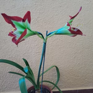 Hippeastrum Papilio hyb. n20 x Mandonii 10 seeds.