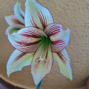 Alternative view of Hippeastrum AP11 X Mandonii- 10 seeds.