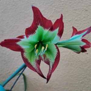 Alternative view of Hippeastrum Papilio hyb. n20 x Mandonii 10 seeds.