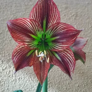 Alternative view of Hippeastrum APn6 x Devil Man - 10 seeds.