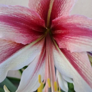 Alternative view of Hippeastrum MHn1. X bukasovii - 8 seeds.