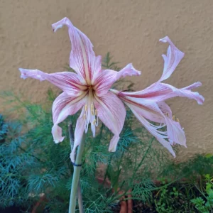 Hippeastrum Stella Marina X RTHn2 - 10 seeds.