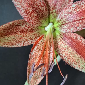 Hippeastrum La Paz x Pardinum - 10 seeds.