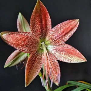 Hippeastrum Lapacense hybrid n5 x Pardinum - 10 seeds.