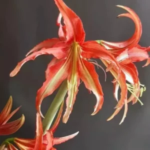 Alternative view of Hippeastrum La Paz x Lapacense hyb. n1. - 10 seeds.