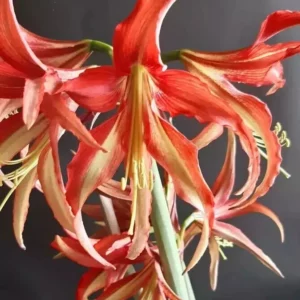 Hippeastrum La Paz x Lapacense hyb. n1. - 10 seeds.