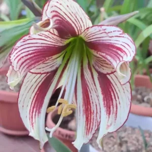 Hippeastrum La Paz x Papilio hyb. N17 -10 seeds.