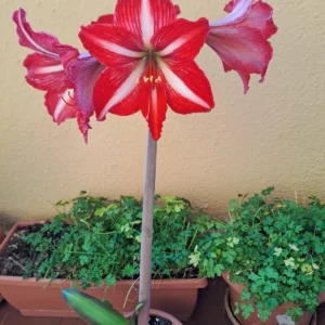 Alternative view of Hippeastrum Santos X Self reticulatum 7 seeds.