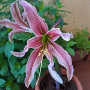 Alternative view of Hippeastrum ASn2 x JPHn1 - 10 seeds.