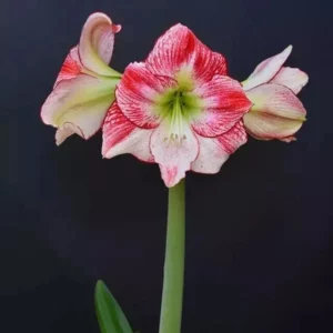 Hippeastrum Flamenco Queen x Elza - 10 seeds.
