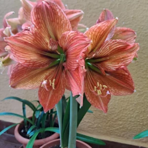 Hippeastrum Elza x EPN1 - 10 seeds.