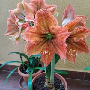 Alternative view of Hippeastrum Elza x EPN1 - 10 seeds.