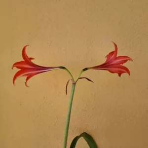 Hippeastrum SHN x Rio Negro - 10 seeds.