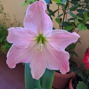 Alternative view of Hippeastrum Lemon Star x Sweet Star - 10 seeds.