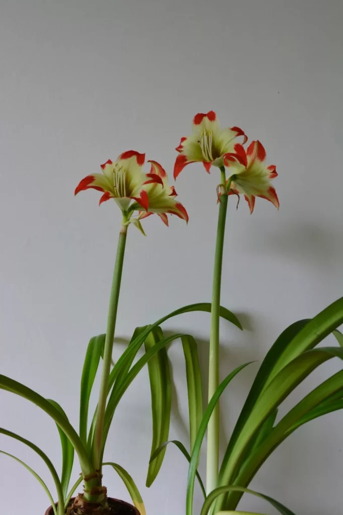 Hippeastrum Nelsonii 1 bulb