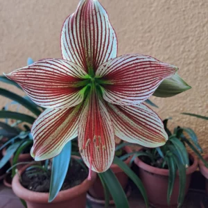 Hippeastrum Tarantula x LPn3  - 10 seeds.