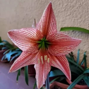Hippeastrum Lapacense hyb. X Lapacense 10 seeds.