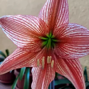 Alternative view of Hippeastrum Lapacense hyb. X Lapacense 10 seeds.