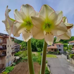 Hippeastrum Picasso x Yellow hybrid - 10 seeds.