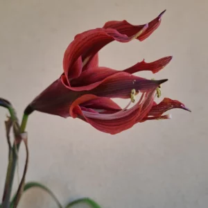 Hippeastrum PMn2 X DSRn3. - 10 seeds.