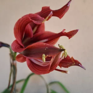 Hippeastrum hybrid RDSn4 - 1 bulb.